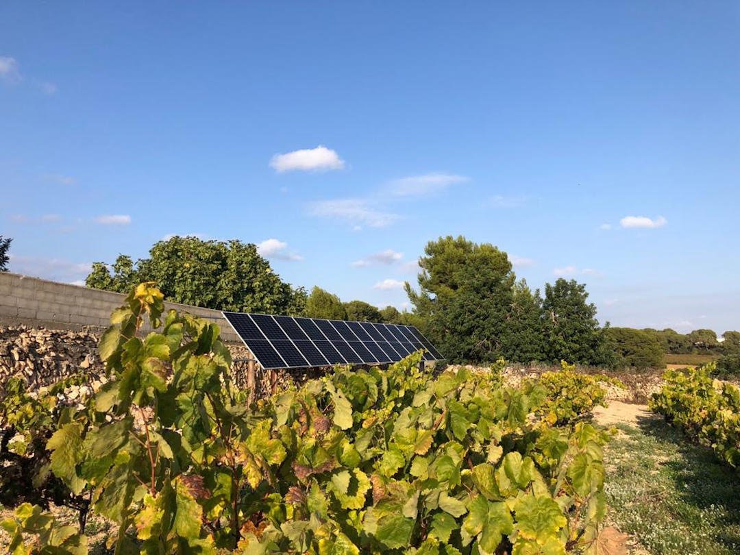 Placas solares en el sector del vino